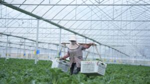 Chinese food manufacturing facilities and export growth strategy representing new opportunities for sourcing from China in agrifood and processed food industries